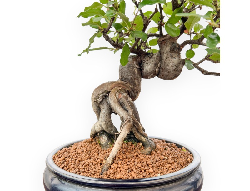 Pseudocydonia Chinensis - Cotogno - 36 cm