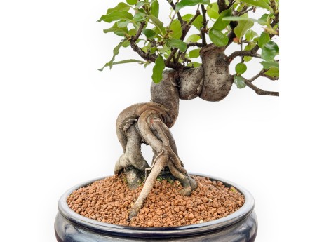 Pseudocydonia Chinensis - Apple Tree - 36 cm