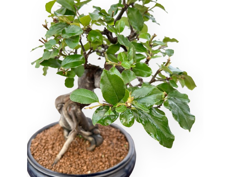 Pseudocydonia Chinensis - Kweepeer - 36 cm