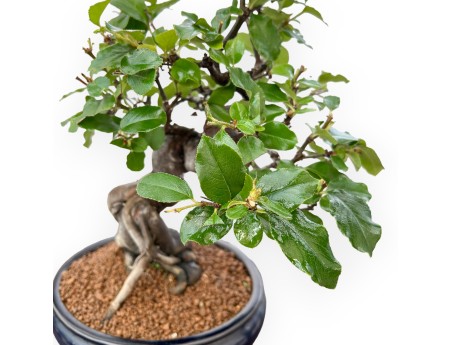 Pseudocydonia Chinensis - Kweepeer - 36 cm
