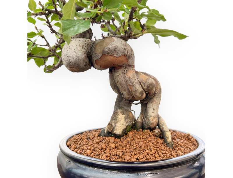 Pseudocydonia Chinensis - Quitte - 36 cm