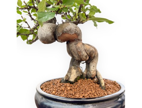 Pseudocydonia Chinensis - Membrillo - 36 cm