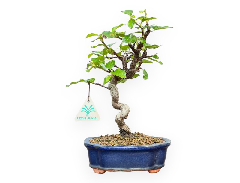 Pseudocydonia chinensis – Quittenbaum – 27 cm