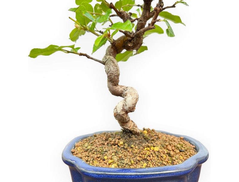 Pseudocydonia Chinensis - Cotogno - 27 cm