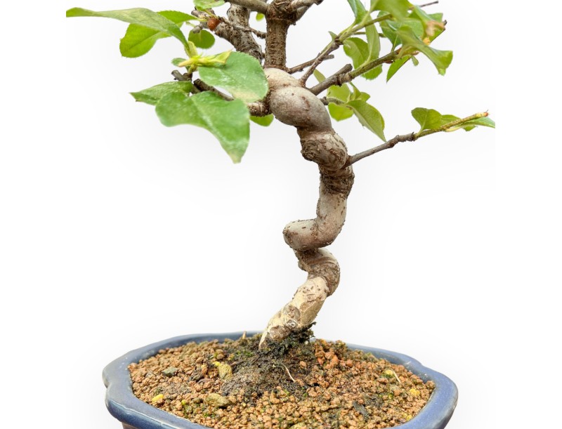 Pseudocydonia Chinensis - Apple Tree - 27 cm