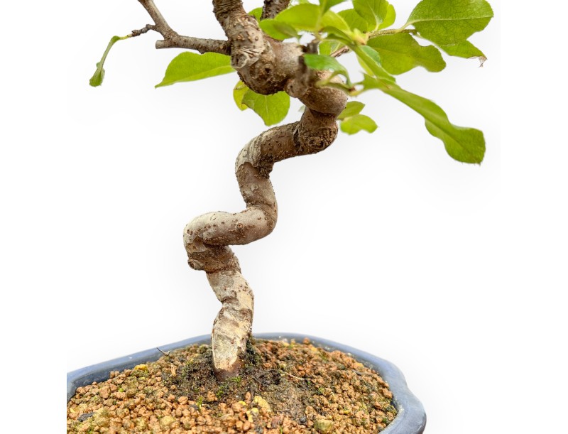 Pseudocydonia chinensis - Kweepeer - 27 cm