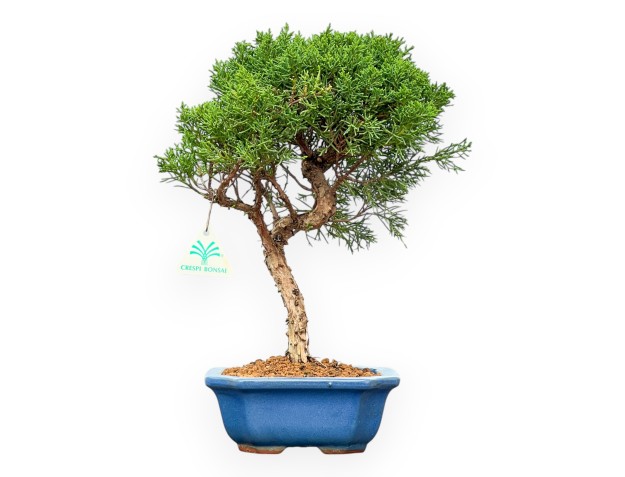 Juniperus Chinensis Kishu – Wacholder – 35 cm