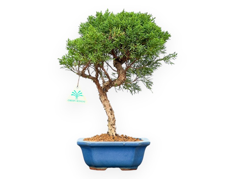 Juniperus Chinensis Kishu - Ginepro - 35 cm