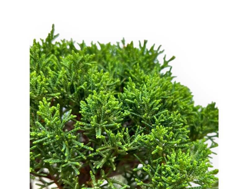 Juniperus Chinensis Kishu - Enebro - 35 cm