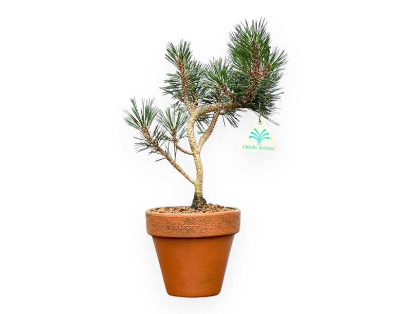 Pinus thunbergii 'Kotobuki' – Black Pine – 34 cm