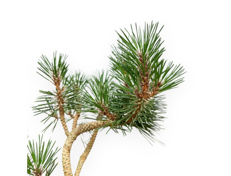 Pinus thunbergii 'Kotobuki' – Black Pine – 34 cm
