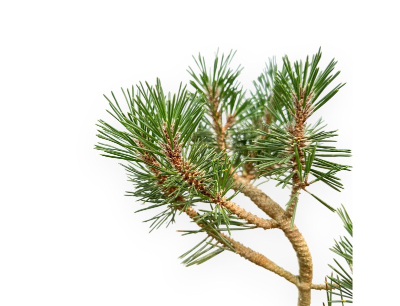 Pinus thunbergii 'Kotobuki' – Black Pine – 34 cm