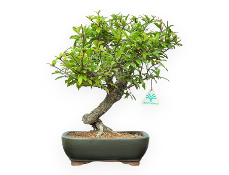 Punica Granatum - Pomegranate - 36 cm