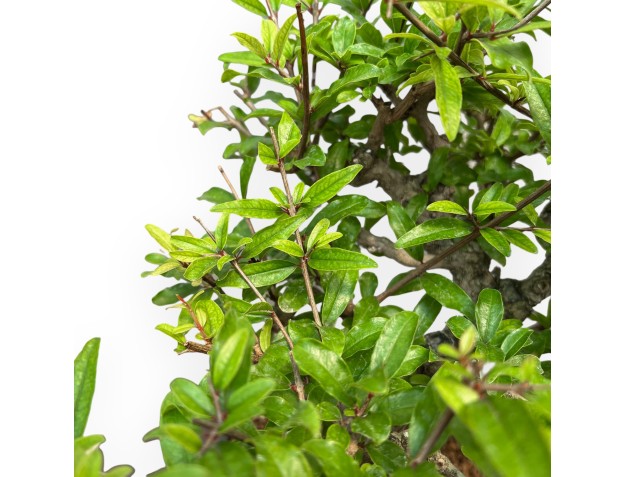 Punica Granatum - Melograno - 36 cm 2