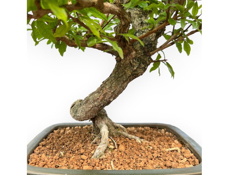 Punica Granatum - Pomegranate - 36 cm
