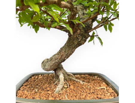 Punica Granatum - Grenade - 36 cm