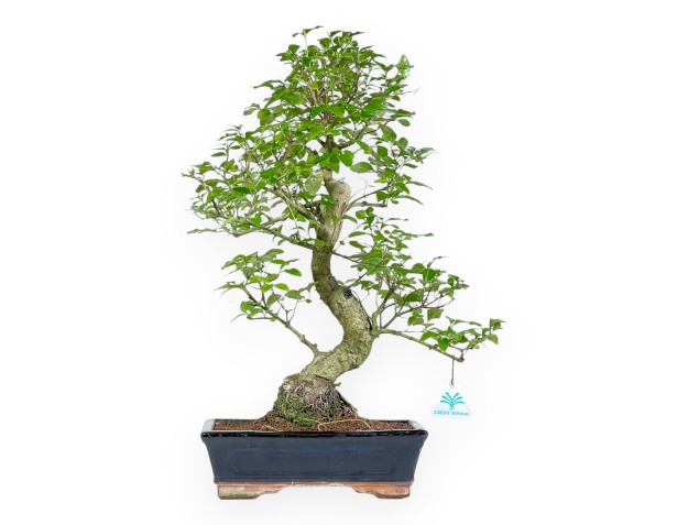Ligustrum - Ligustro - 52 cm 2