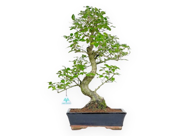 Ligustrum - Liguster - 52 cm