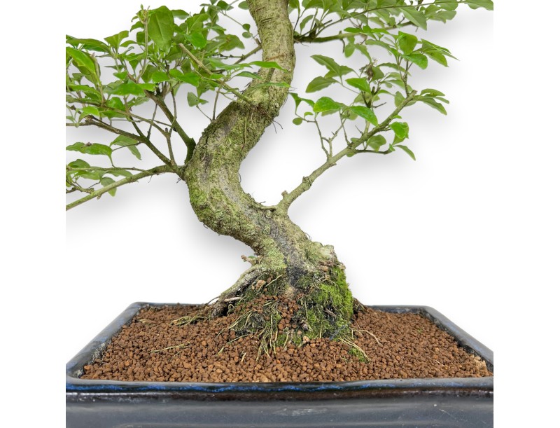 Ligustrum - Liguster - 52 cm
