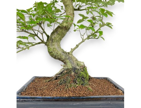Ligustrum - Privet - 52 cm