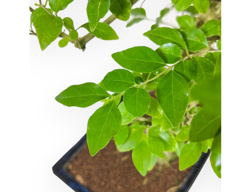 Ligustrum - Ligustro - 52 cm