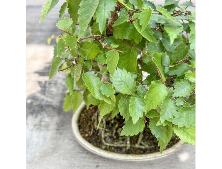 Zelkova serrata - Elm - 23 cm