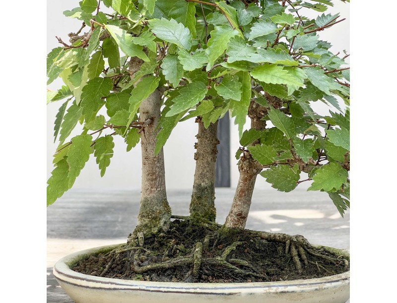 Zelkova serrata - Orme - 23 cm