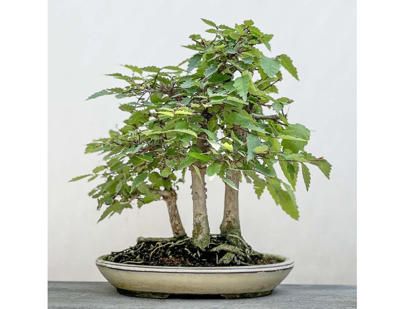 Zelkova serrata - Orme - 23 cm