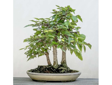 Zelkova serrata - Orme - 23 cm