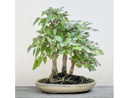 Zelkova serrata - Elm - 23 cm