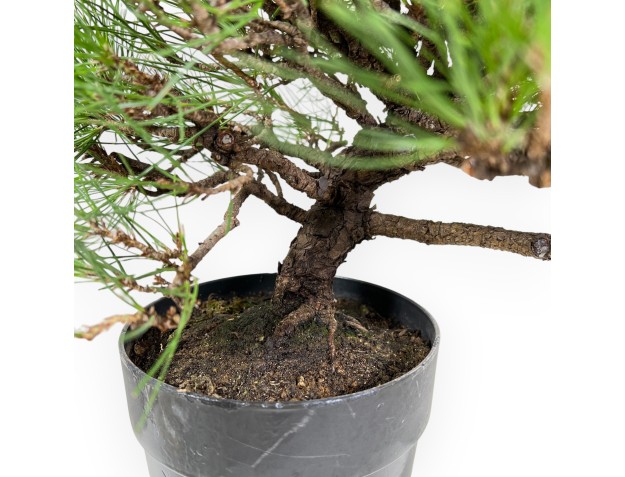 Pinus Thunbergii - Pino Nero - 40 cm 2