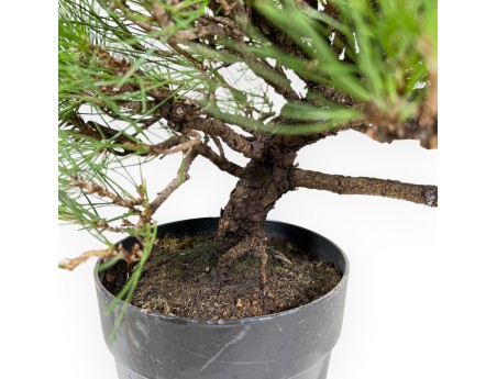 Pinus Thunbergii - Pino Nero - 40 cm