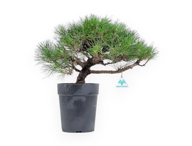 Pinus Thunbergii - Pin Noir - 40 cm