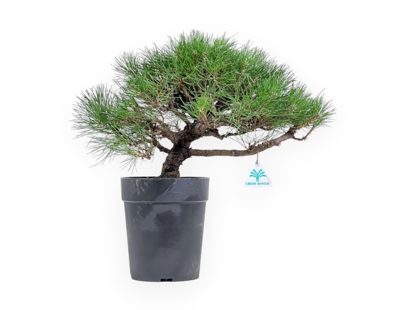 Pinus Thunbergii - Pino negro - 40 cm