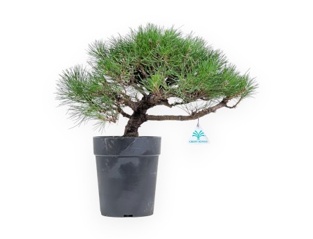 Pinus Thunbergii - Pino Nero - 40 cm
