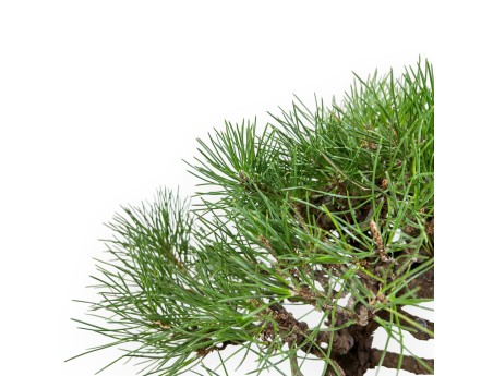 Pinus Thunbergii - Black Pine - 40 cm