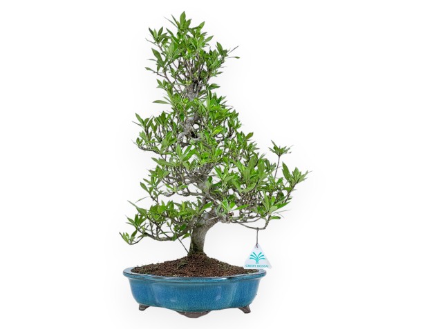 Gardenia Jasminoides - Gardenia - 52 cm