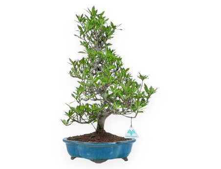 Gardenia Jasminoides - Gardenie - 52 cm