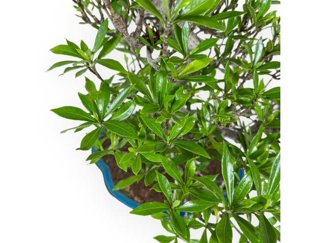 Gardenia Jasminoides - Tuinia - 52 cm 2