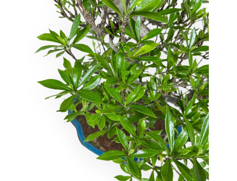 Gardenia Jasminoides - Gardenia - 52 cm