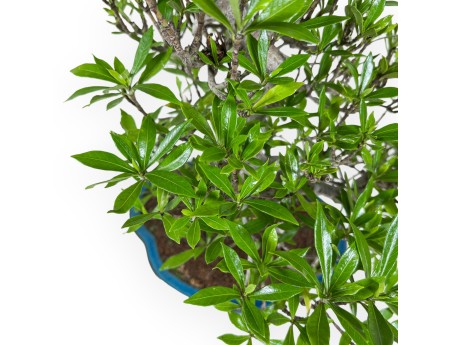 Gardenia Jasminoides - Tuinia - 52 cm
