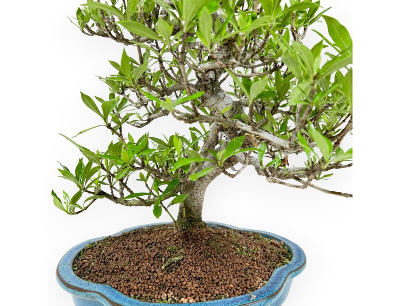 Gardenia Jasminoides - Gardenie - 52 cm