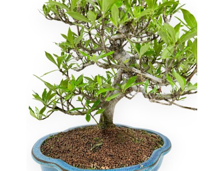 Gardenia Jasminoides - Tuinia - 52 cm