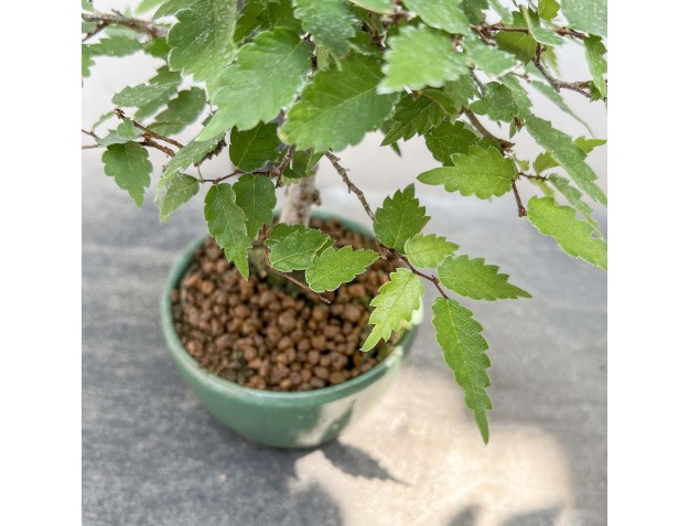 Zelkova Serrata - Orme - 23 cm 2