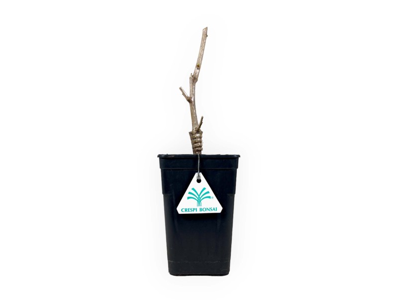 Gingko biloba gold flame - 35 cm