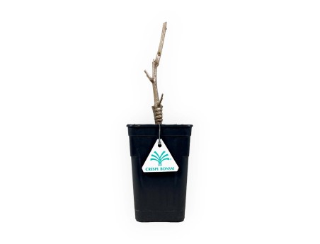 Gingko biloba gold flame - 35 cm