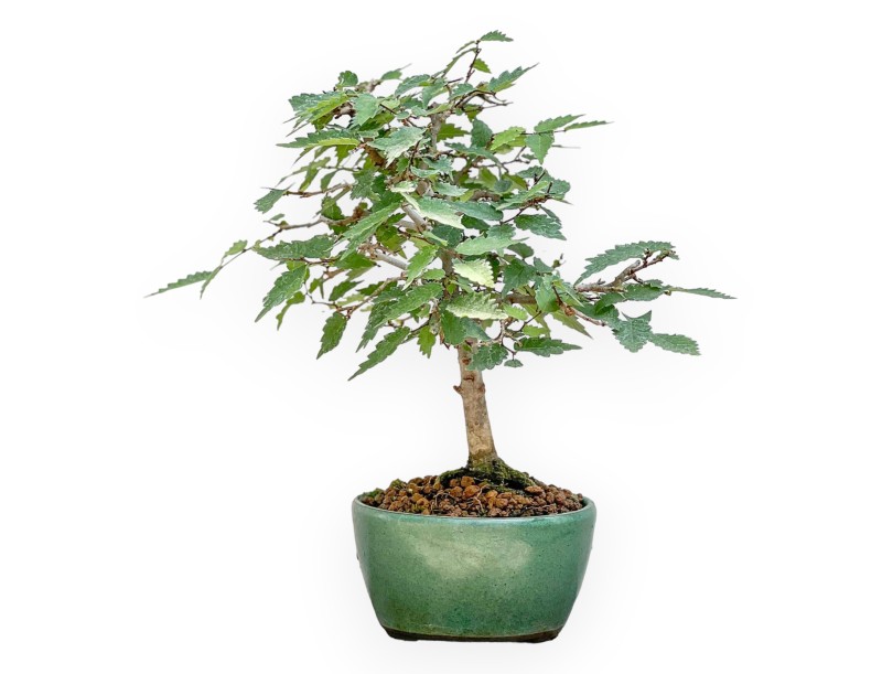 Zelkova Serrata - Orme - 23 cm