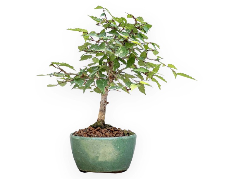 Zelkova Serrata - Orme - 23 cm