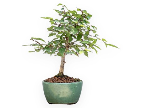 Zelkova Serrata - Elm - 23 cm