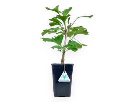 Gingko biloba gold flame - 35 cm